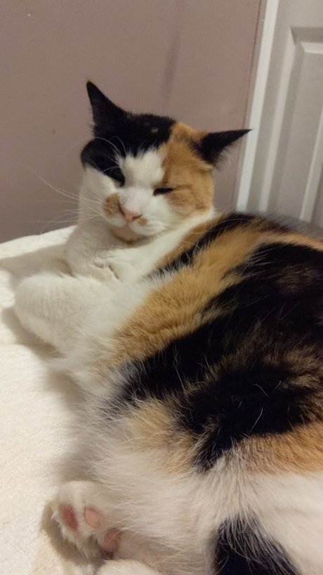 Chillingwithcats model gallery