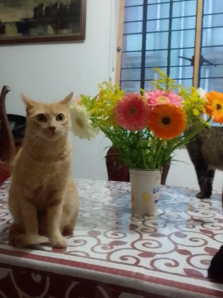 Dea babe free actress img