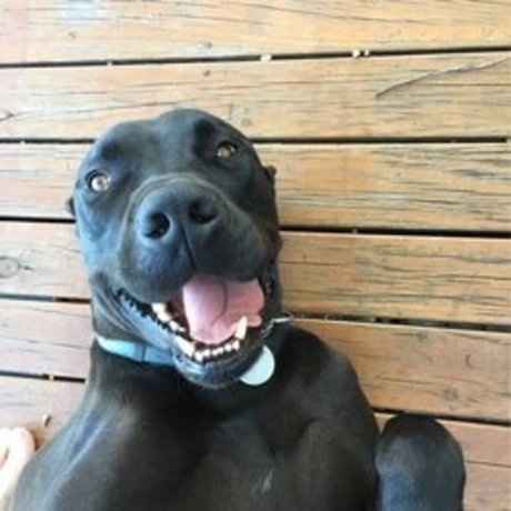 sconcey model hd archive