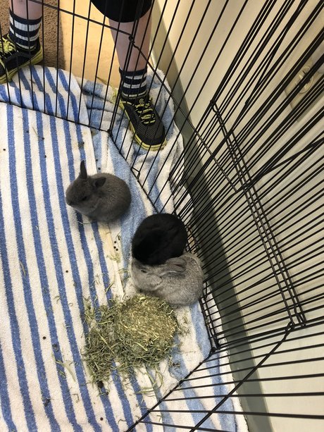 Caleb Brady hot pornstar img