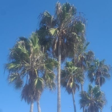 Wood free actress pictures