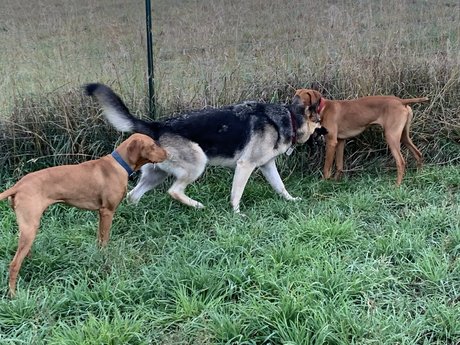 Michael Scott hot pornstar photos