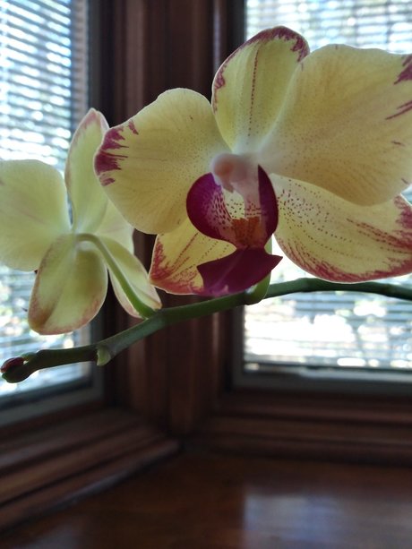 goth milf onlyfans beautiful img