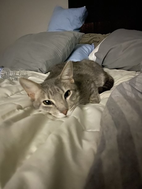 kenzi sex pornstar pictures