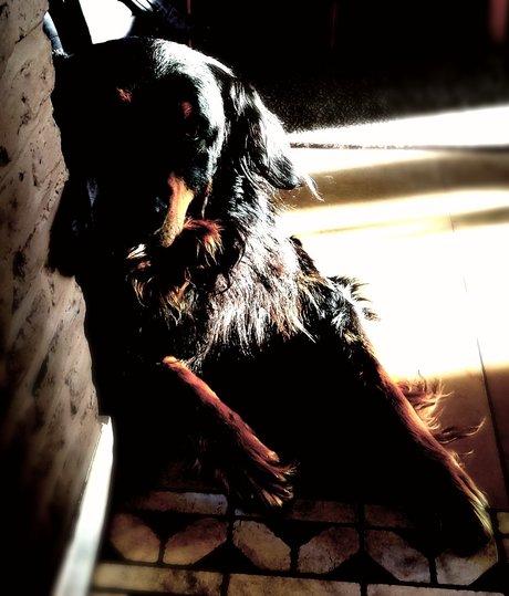 Shyguy adult star images