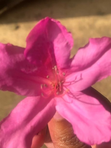 Milkkkkkmarie_ nudes pornstar picture