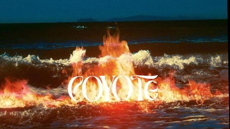 c o y o t e star top pics