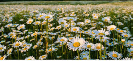 Remington Jane art model images