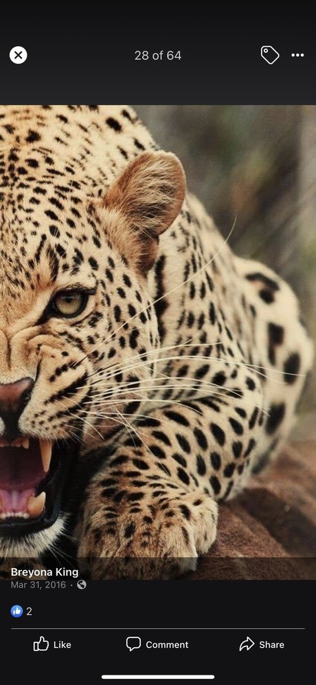 Life with RedRose free pornstar img