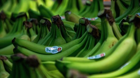 Robert Fretz star img