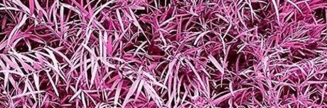 Jose L Rivera exclusive pornstar picture