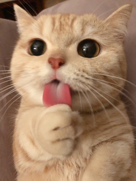 SAME_ free model archive