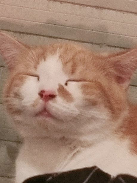 Safir Babe pretty actress pic