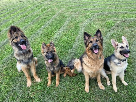 Sarge the Sable pornstar art photos