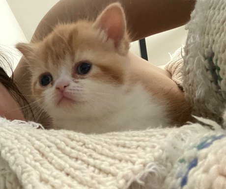 Aria Saki pornstar naked pics