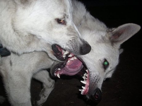 Sashire sex model gallery