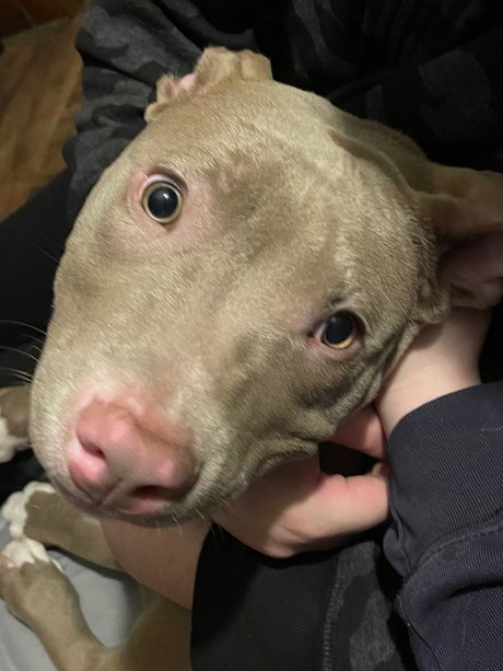 Sarebal sex pornstar pictures