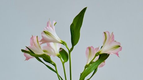 Sahueso VIP_ sex star pic