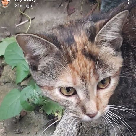 Save The Kitty_ pornstar beautiful pictures