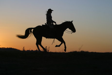 Nicolas Nardini adult star img