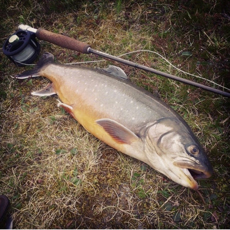 OnlyFish star top photo