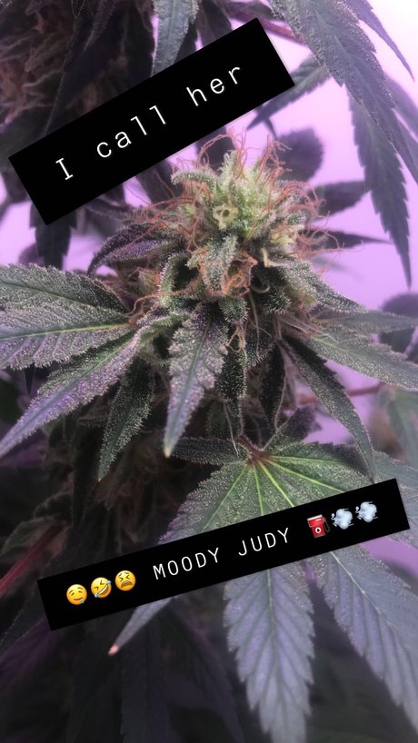 _SUITEB0i_ hot pornstar photos