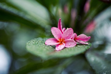 Zippy Lomax hot star pics