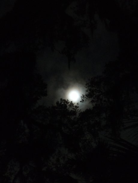 Skolomend star nice pictures