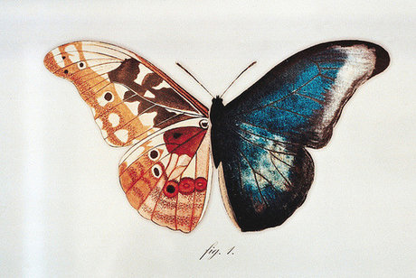 oscar peter beautiful star pictures