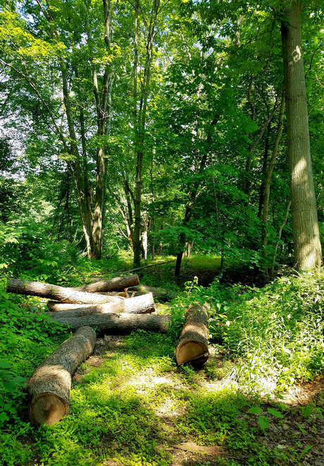 Onyx Rhyven s Page art star pics