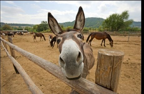 Burro Donkey high quality star pictures