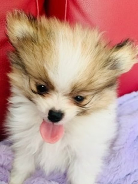 Kaju porn star galleries