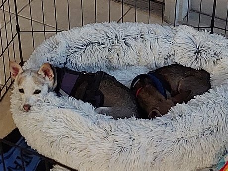 Pica amp amp Kelly adult model photos