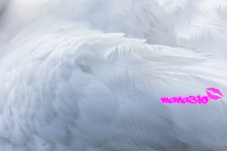 mana310 sex model images