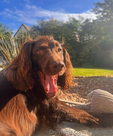 leorose02 high quality pornstar image