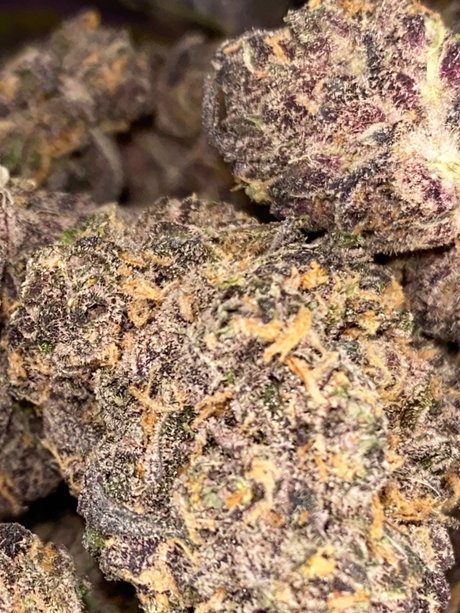 Top Shelf Freak_ pornstar high quality img