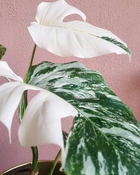 Monstera Mania model top pictures