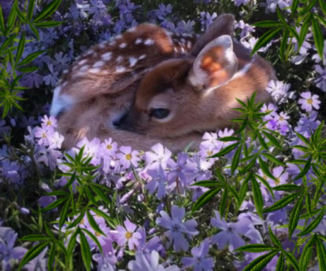 Bambi Chiefs nude pornstar photos