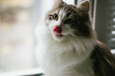 Mary Anne KYC erotic star pic