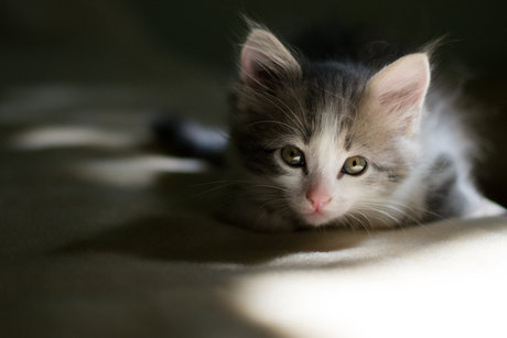 Mary Anne KYC adult model image