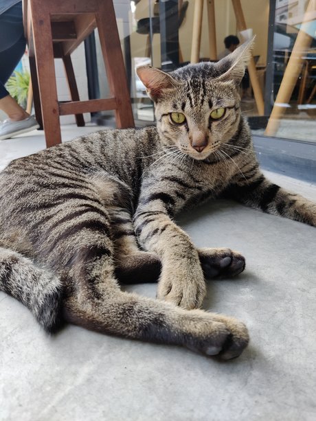 Manussapohn Mook pornstar nice pictures