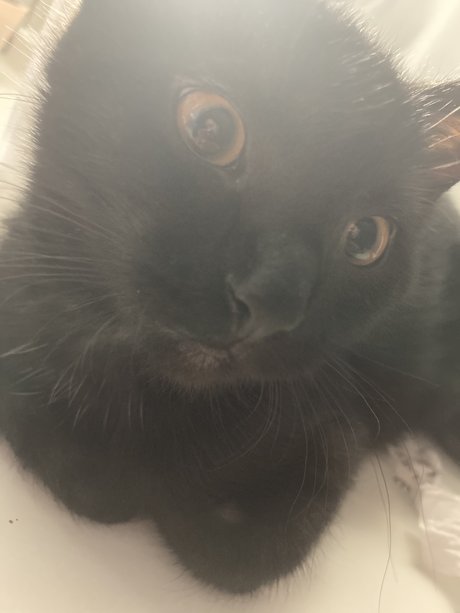 Selene Night star gallery