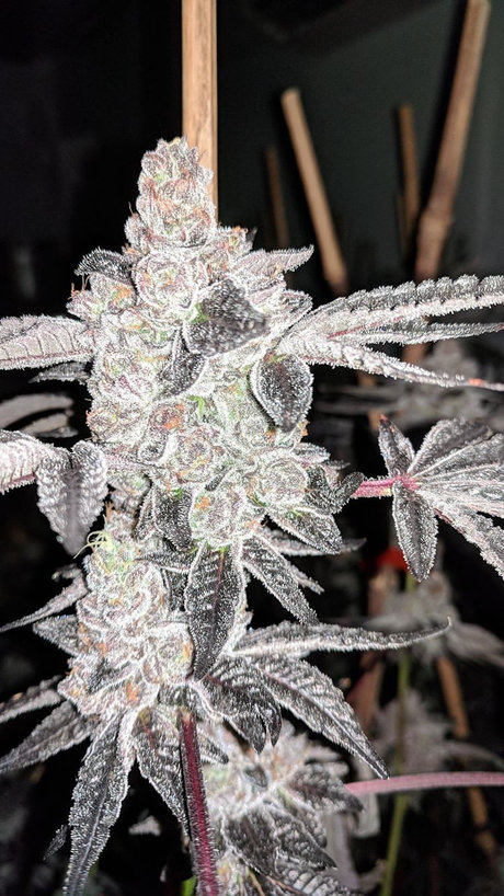 TreThePlug star sex images