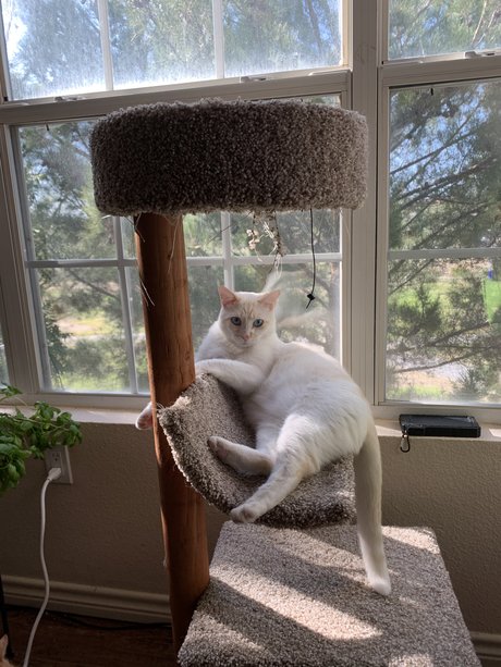 Cosplayer star top image