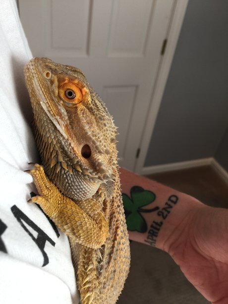 Hardiner q model top gallery