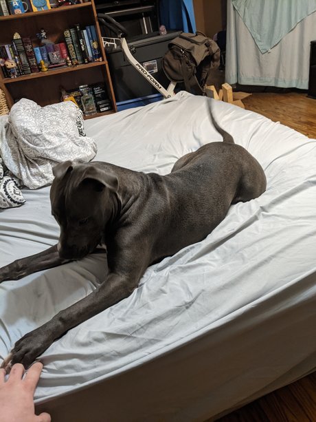 Philly pornstar art img