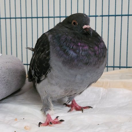 OnlyCoos model art pictures