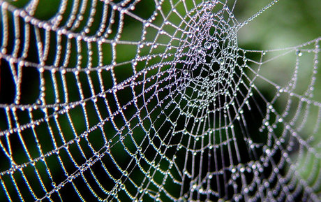 OrbWeaver beautiful actress img