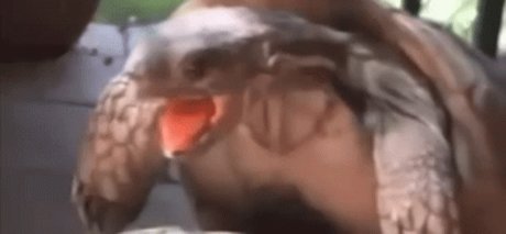 Chupacabra nudes star img