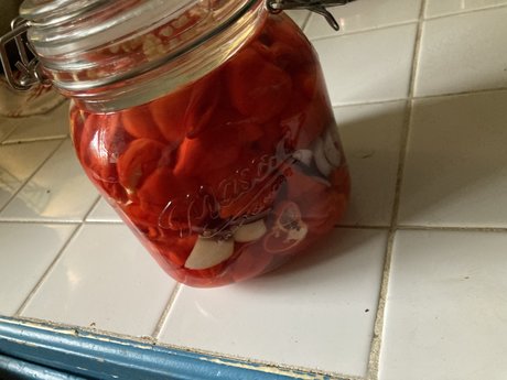 GingerRoot hd star galleries